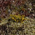 Hebe-sp-tiny-plant-growing-among-Rhychomitrium-moss-near-ski-area-Tongariro-2015-11-05-IMG_6269.jpg