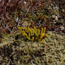 Hebe-sp-tiny-plant-growing-among-Rhychomitrium-moss-near-ski-area-Tongariro-2015-11-05-IMG 6269