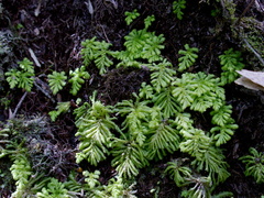 Hypopterygium-sp-umbrella-moss-Tongariro-River-Walk-2015-10-31-IMG 6116