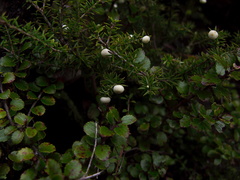 Leptecophylla-juniperina-mingimingi-white-berries-shrub-Taranaki-Falls-trail-Tongariro-24-06-2011-IMG 8816