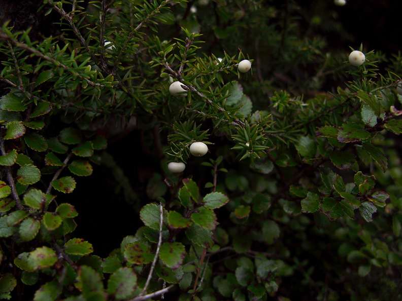 Leptecophylla-juniperina-mingimingi-white-berries-shrub-Taranaki-Falls-trail-Tongariro-24-06-2011-IMG_8816.jpg