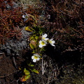 Ourisia-vulcanica-white-flowered-scroph-alpine-near-ski-area-Tongariro-2015-11-05-IMG 6275