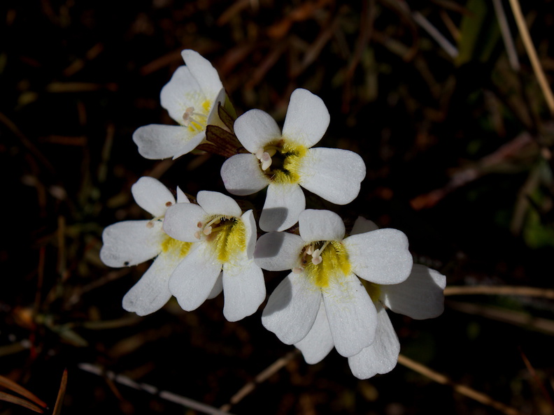 Ourisia-vulcanica-white-flowered-scroph-herb-Silica-Rapids-Track-Tongariro-2015-11-02-IMG_2450.jpg