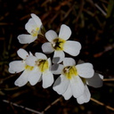 Ourisia-vulcanica-white-flowered-scroph-herb-Silica-Rapids-Track-Tongariro-2015-11-02-IMG 2450