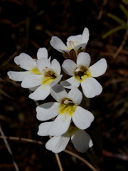 Ourisia-vulcanica-white-flowered-scroph-herb-Silica-Rapids-Track-Tongariro-2015-11-02-IMG 2451
