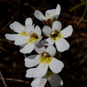 Ourisia-vulcanica-white-flowered-scroph-herb-Silica-Rapids-Track-Tongariro-2015-11-02-IMG 2451