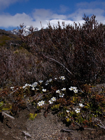 Ourisia-vulcanica-white-flowered-scroph-herb-Silica-Rapids-Track-Tongariro-2015-11-02-IMG_6214.jpg