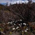 Ourisia-vulcanica-white-flowered-scroph-herb-Silica-Rapids-Track-Tongariro-2015-11-02-IMG 6214