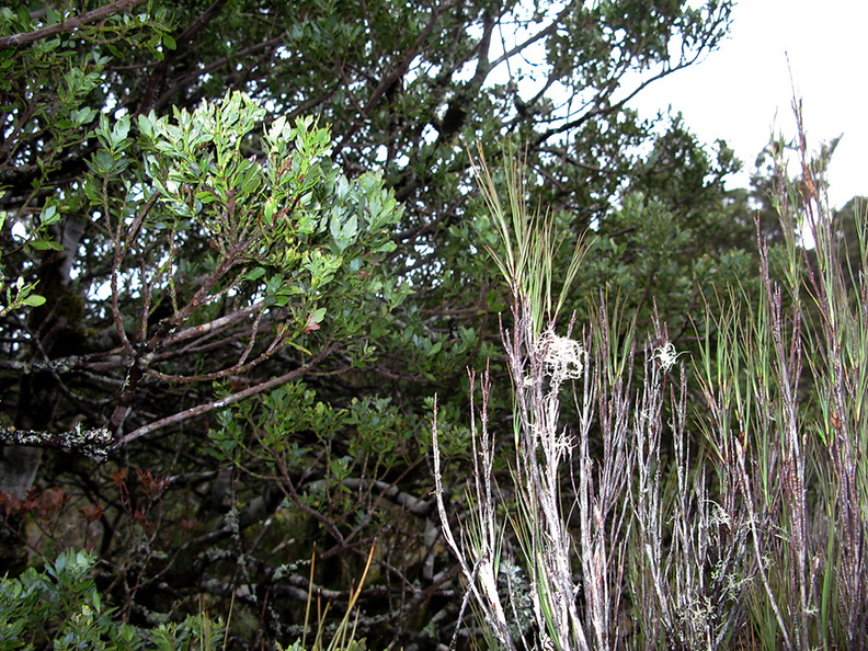 Phyllocladus-alpinus-and-Dracophyllum-longifolium-inanga-Taranaki-Falls-trail-Tongariro-24-06-2011-IMG 8790