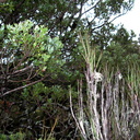 Phyllocladus-alpinus-and-Dracophyllum-longifolium-inanga-Taranaki-Falls-trail-Tongariro-24-06-2011-IMG 8790