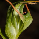 Pterostylis-cf-banksiae-greenhood-orchid-Tongariro-River-Walk-2015-10-31-IMG 2351