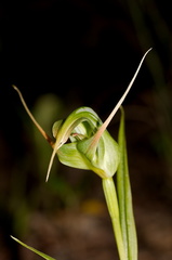 Pterostylis-cf-banksiae-greenhood-orchid-Tongariro-River-Walk-2015-10-31-IMG 2358