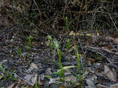 Pterostylis-cf-banksiae-greenhood-orchid-Tongariro-River-Walk-2015-10-31-IMG 6133