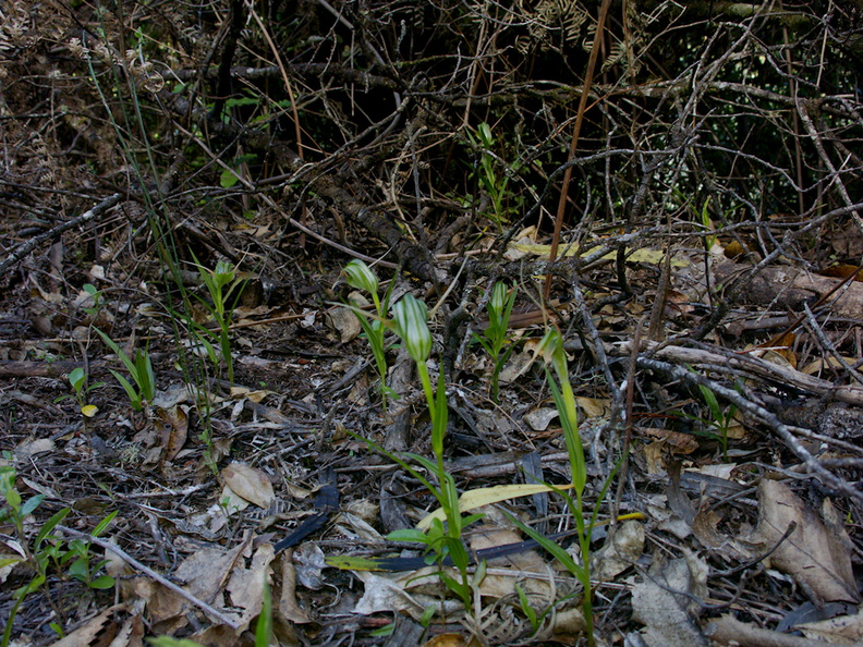 Pterostylis-cf-banksiae-greenhood-orchid-Tongariro-River-Walk-2015-10-31-IMG_6133.jpg