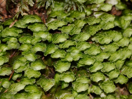 Pterygophyllum-quadrifarium-moss-Silica-Rapids-Track-Tongariro-2015-11-02-IMG 2411