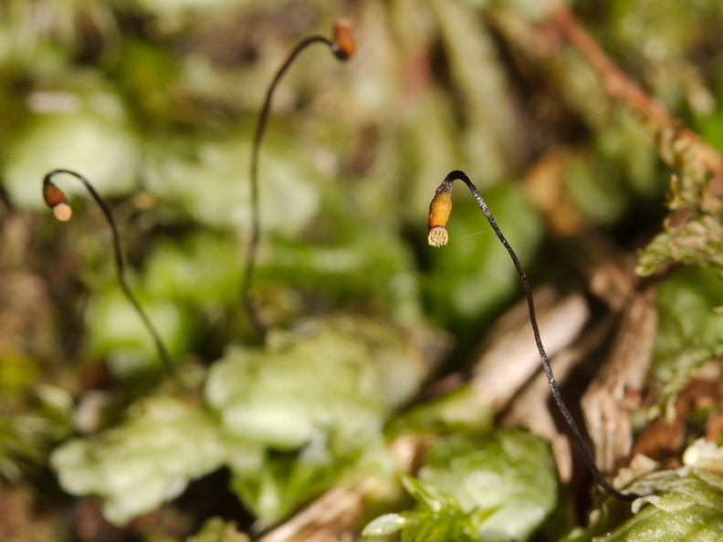 Pterygophyllum-quadrifarium-moss-Tongariro-River-Walk-2015-10-31-IMG_2342.jpg