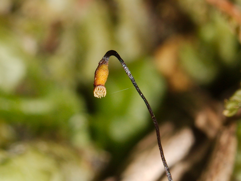 Pterygophyllum-quadrifarium-moss-Tongariro-River-Walk-2015-10-31-IMG_2342_v2.jpg