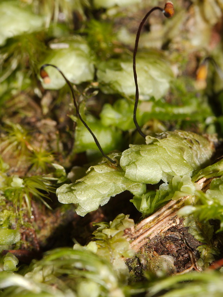 Pterygophyllum-quadrifarium-moss-Tongariro-River-Walk-2015-10-31-IMG 2343
