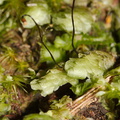 Pterygophyllum-quadrifarium-moss-Tongariro-River-Walk-2015-10-31-IMG 2343