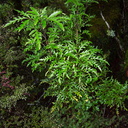 Raukaua-edgerleyi-juvenile-dissected-leaves-Taranaki-Falls-trail-Tongariro-24-06-2011-IMG 8788