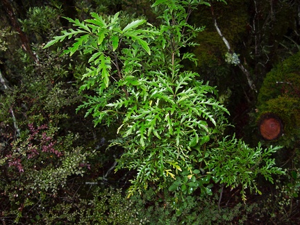 Raukaua-edgerleyi-juvenile-dissected-leaves-Taranaki-Falls-trail-Tongariro-24-06-2011-IMG 8788