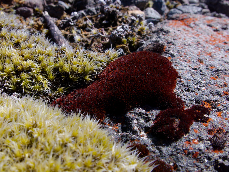 Rhynchomitrium-lanuginosum-and-Andreaea-rupestris-red-lantern-moss-valvate-capsules-near-ski-area-Tongariro-2015-11-05-IMG_6243.jpg
