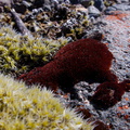 Rhynchomitrium-lanuginosum-and-Andreaea-rupestris-red-lantern-moss-valvate-capsules-near-ski-area-Tongariro-2015-11-05-IMG 6243