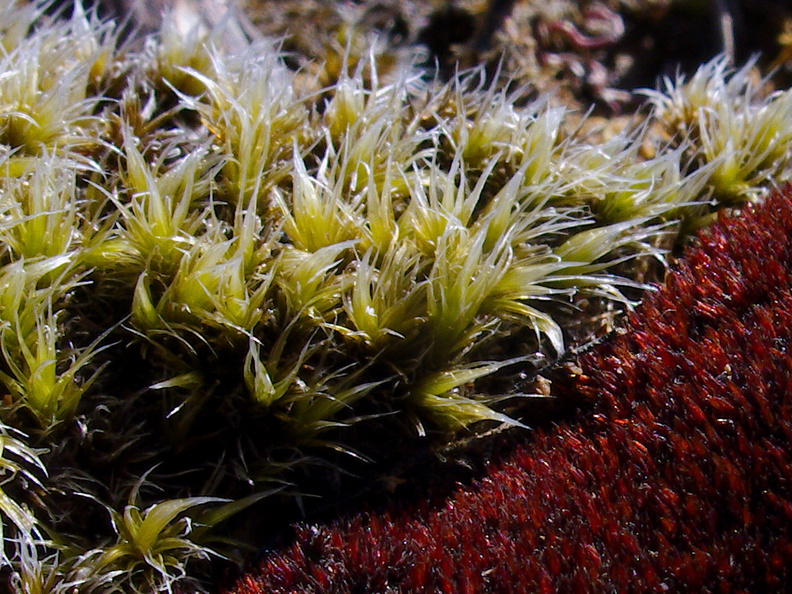 Rhynchomitrium-lanuginosum-and-Andreaea-rupestris-red-lantern-moss-valvate-capsules-near-ski-area-Tongariro-2015-11-05-IMG_6243_v2.jpg