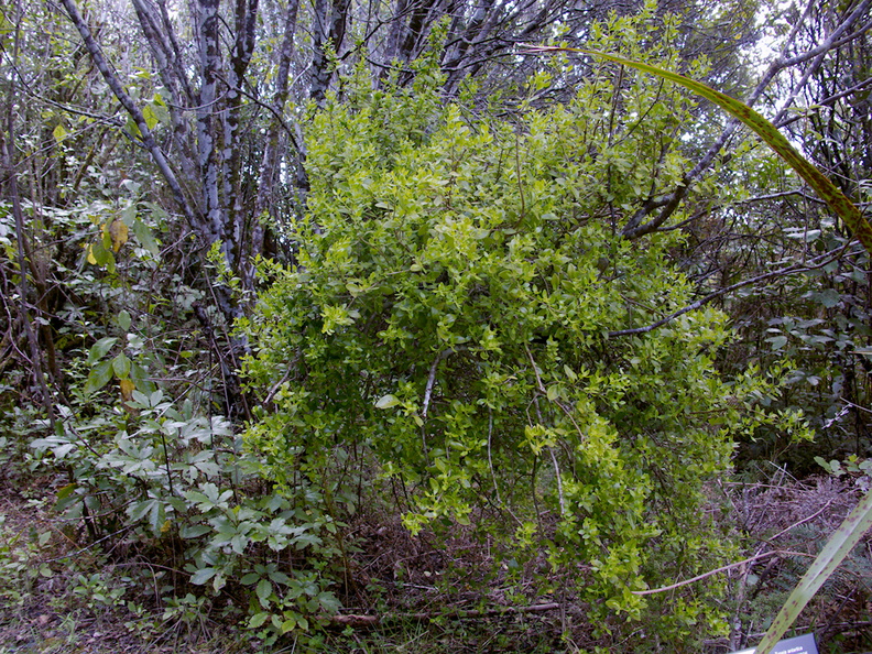 Tupeia-antarctica-white-mistletoe-pistillate-plant-Lake-Rotapounamou-Tongariro-2015-11-01-IMG 6155