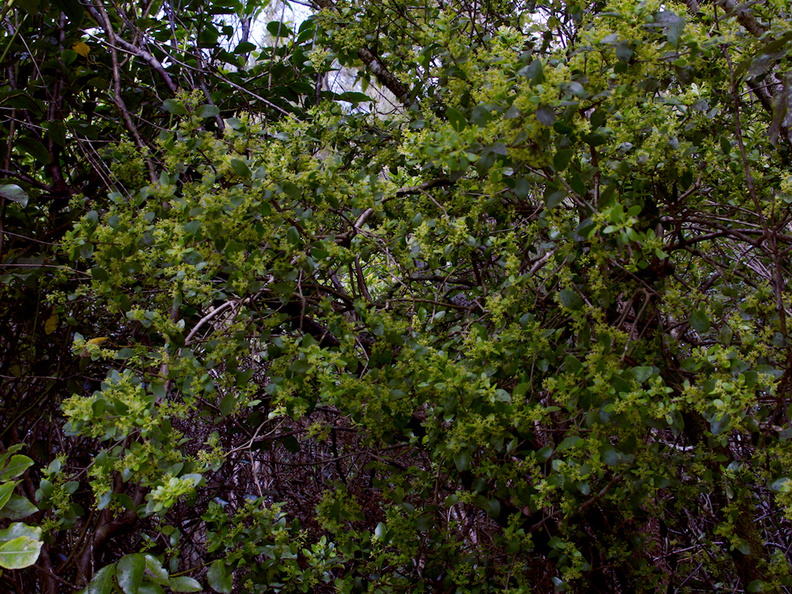 Tupeia-antarctica-white-mistletoe-staminate-plant-Lake-Rotapounamou-Tongariro-2015-11-01-IMG 6156