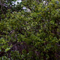Tupeia-antarctica-white-mistletoe-staminate-plant-Lake-Rotapounamou-Tongariro-2015-11-01-IMG 6156