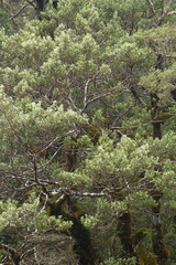 beech-forest-Nothofagus-Taranaki-Falls-trail-Tongariro-24-06-2011-IMG 2514