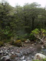beech-forest-Nothofagus-Taranaki-Falls-trail-Tongariro-24-06-2011-IMG 8794