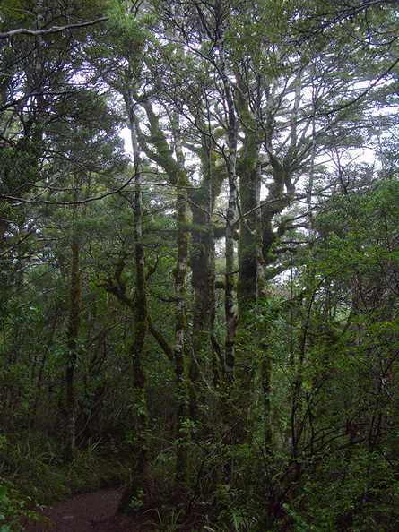 beech-forest-Silica-Rapids-trail-Tongariro-23-06-2011-IMG 8760