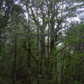 beech-forest-Silica-Rapids-trail-Tongariro-23-06-2011-IMG_8760.jpg