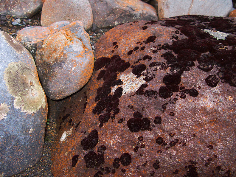 black-moss-on-red-rocks-Taranaki-Falls-trail-Tongariro-24-06-2011-IMG_8802.jpg