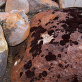 black-moss-on-red-rocks-Taranaki-Falls-trail-Tongariro-24-06-2011-IMG 8802