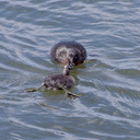 dabchick-being-fed-by-parents-Tokaanu-boat-launch-Taupo-2015-11-05-IMG 6289