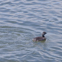 dabchick-being-fed-by-parents-Tokaanu-boat-launch-Taupo-2015-11-05-IMG 6290