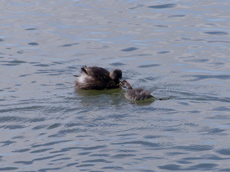 dabchick-being-fed-by-parents-Tokaanu-boat-launch-Taupo-2015-11-05-IMG_6291.jpg