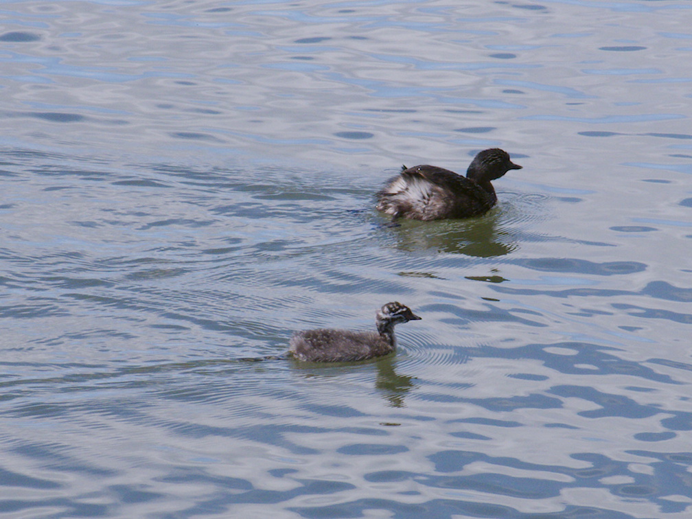 dabchick-being-fed-by-parents-Tokaanu-boat-launch-Taupo-2015-11-05-IMG 6292