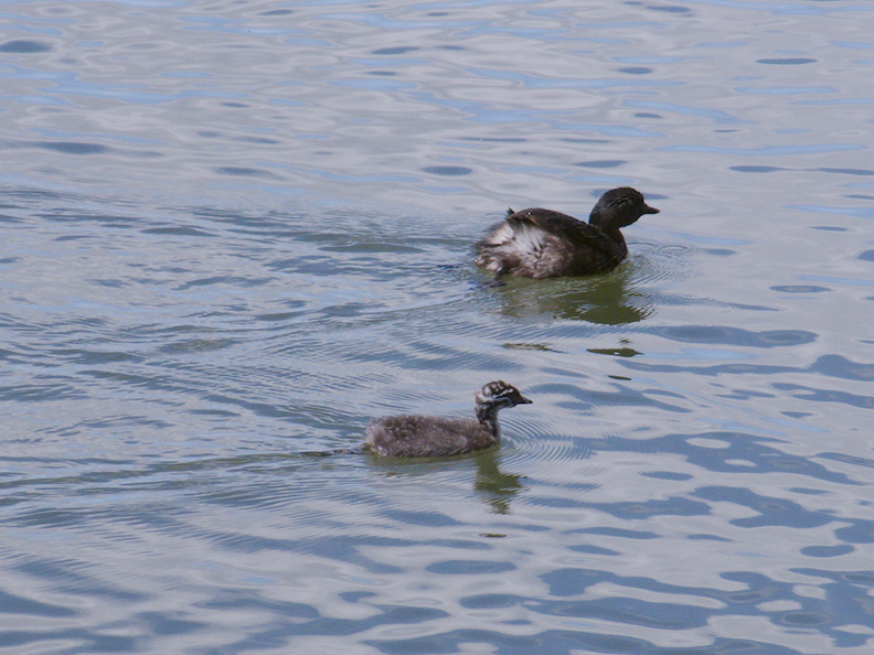dabchick-being-fed-by-parents-Tokaanu-boat-launch-Taupo-2015-11-05-IMG_6292.jpg