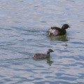 dabchick-being-fed-by-parents-Tokaanu-boat-launch-Taupo-2015-11-05-IMG 6292