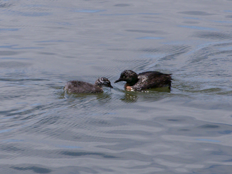 dabchick-being-fed-by-parents-Tokaanu-boat-launch-Taupo-2015-11-05-IMG_6293.jpg