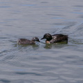 dabchick-being-fed-by-parents-Tokaanu-boat-launch-Taupo-2015-11-05-IMG 6293