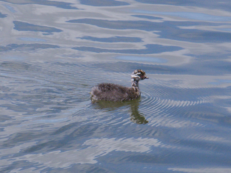 dabchick-being-fed-by-parents-Tokaanu-boat-launch-Taupo-2015-11-05-IMG_6294.jpg