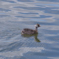 dabchick-being-fed-by-parents-Tokaanu-boat-launch-Taupo-2015-11-05-IMG 6294