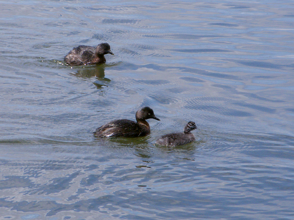 dabchick-being-fed-by-parents-Tokaanu-boat-launch-Taupo-2015-11-05-IMG 6295