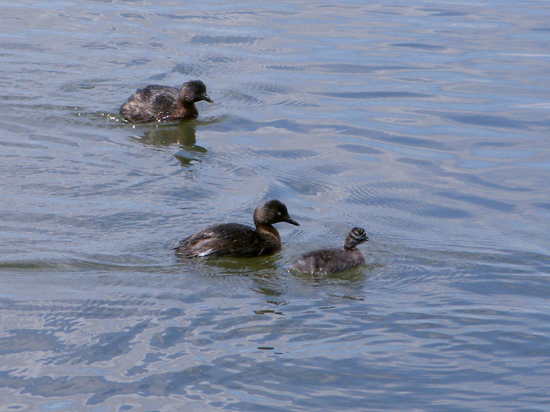 dabchick-being-fed-by-parents-Tokaanu-boat-launch-Taupo-2015-11-05-IMG_6295.jpg