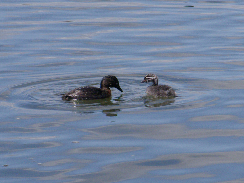 dabchick-being-fed-by-parents-Tokaanu-boat-launch-Taupo-2015-11-05-IMG_6297.jpg
